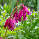 Close up of Dicentra Amore Rose