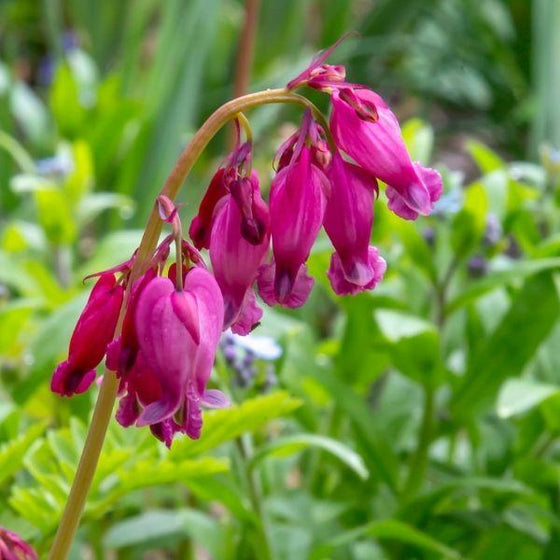 Close up of Dicentra Amore Rose