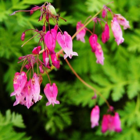 Pink Dicentra Amore Rose