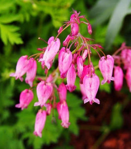 Dicentra Amore Rose