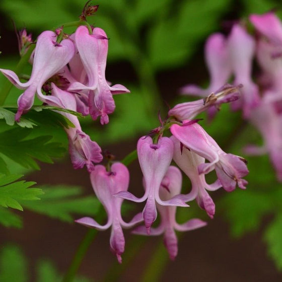 purple heart shaped flowers on Dicentra eximia 