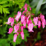 pink early spring blooms on Dicentra eximia fringe bleeding heart plant