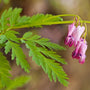 green fern like foliage on Dicentra eximia 