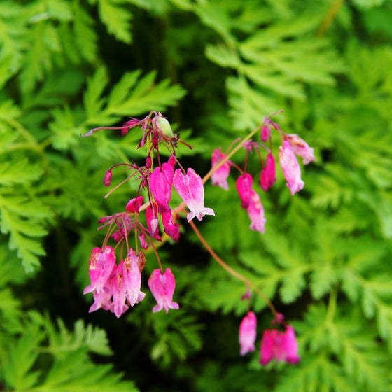 Dicentra eximia perennial plant with bright pink flowers