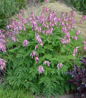 Dicentra eximia Wild Bleeding Heart
