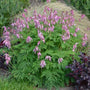 Fringed Bleeding Heart planted with heuchera and ferns in a shade border