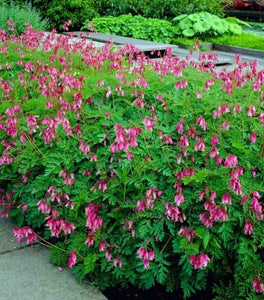 Dicentra Luxuriant