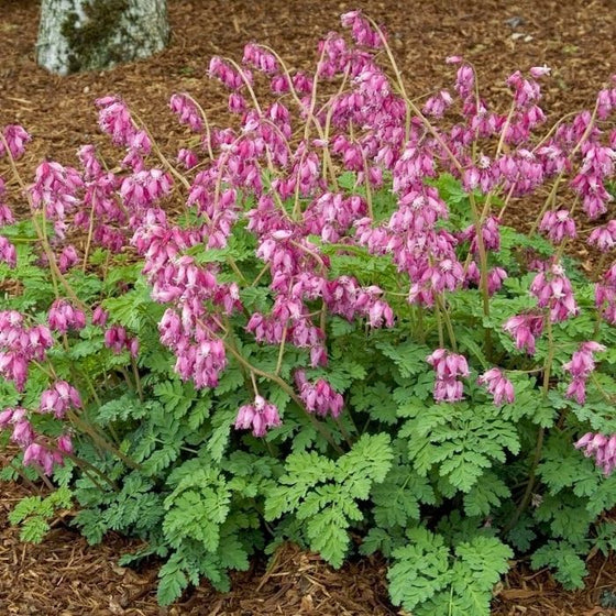 Very pretty light pink flowers that change to a magenta color on the dicentra luxuriant