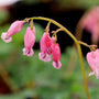 Very pretty light pink flowers that change to a magenta color on the dicentra luxuriant