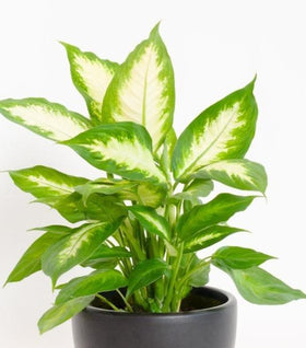 Dieffenbachia Camille