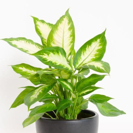 dieffenbachia camilla flower Dieffenbachia Camille for Sale