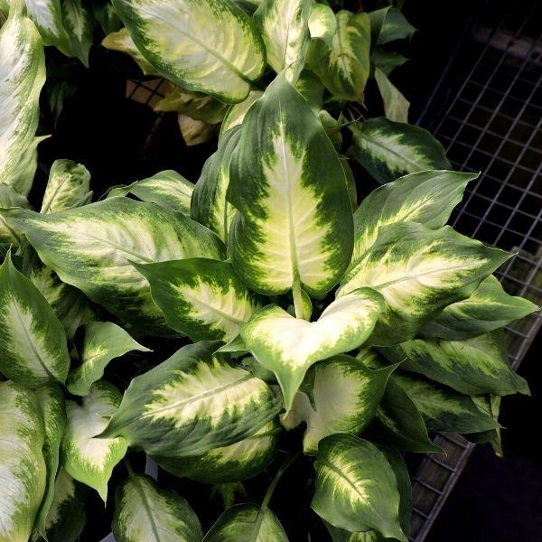 Dieffenbachia Camille for Sale