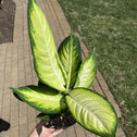 Dieffenbachia Marianne has creamy green leaves with dark green edges