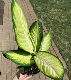 dieffenbachia marianne vs camille Dieffenbachia Camille for Sale