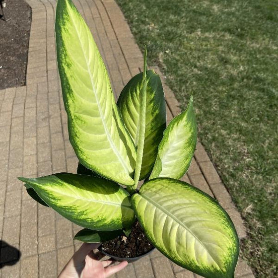 Dieffenbachia Marianne has creamy green leaves with dark green edges