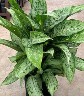 Dieffenbachia Memoria Corsii