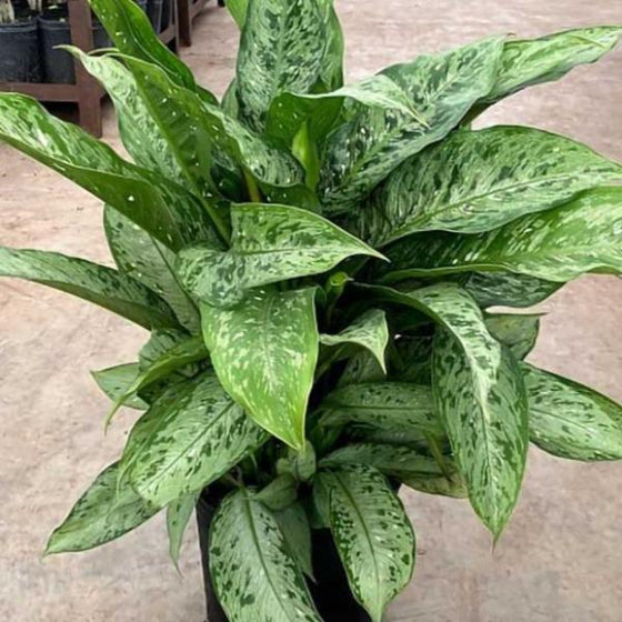 leopard lily dieffenbachia memoria corsii dumb cane with specks