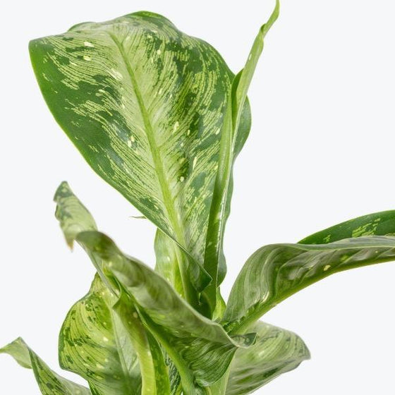 Dieffenbachia memoria corsii closeup  muted green foliage and cream specks