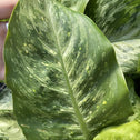 close look at the large patterned leaves of the dieffenbachia memoria corsii