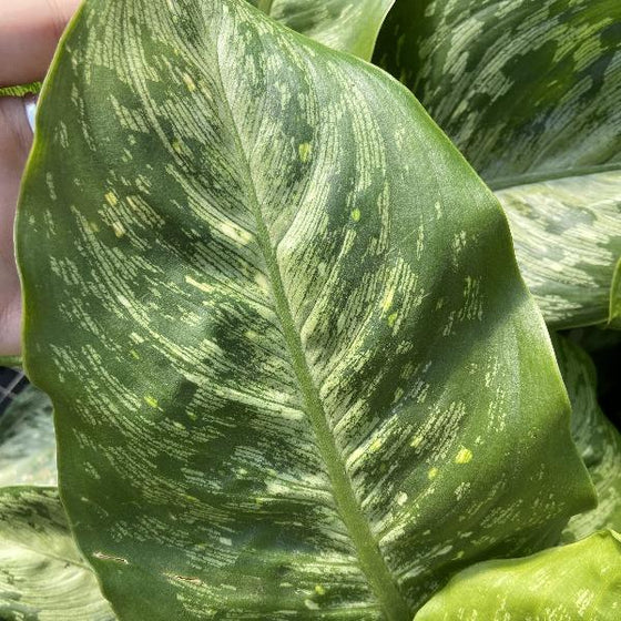 close look at the large patterned leaves of the dieffenbachia memoria corsii