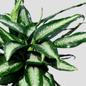 dieffenbachia panther in front of a grey background