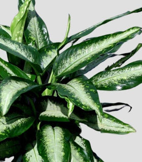 Dieffenbachia Panther