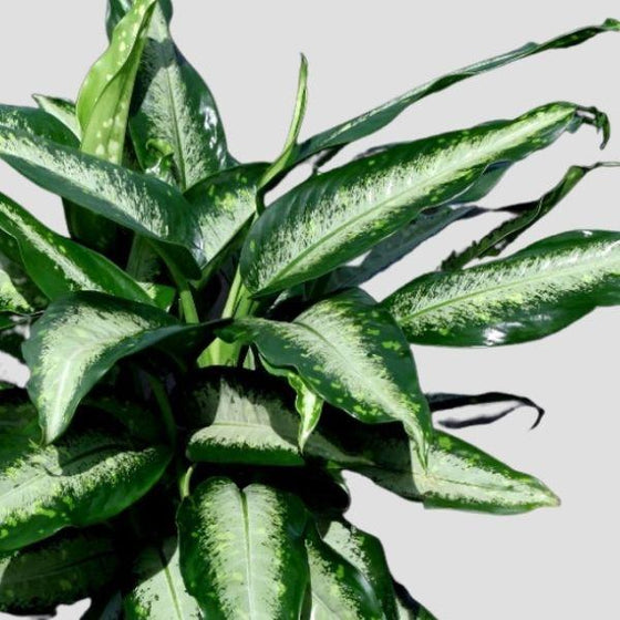 dieffenbachia panther in front of a grey background