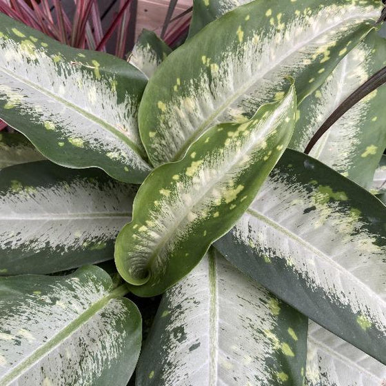 patterned and speckled dieffenbachia panther