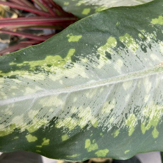 close look at the pattern on the dieffenbachia panther