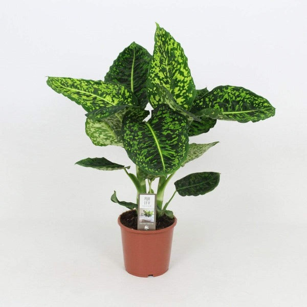 dieffenbachia licht Buy Dieffenbachia Reflector Plants Online