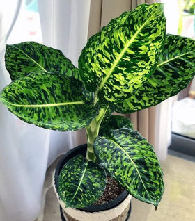 Dieffenbachia Reflector