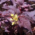 Diervilla Nightglow Shrubs Deep Purple Leaves with Bright Yellow Flowers