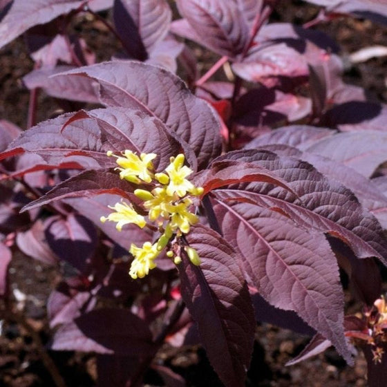 Diervilla Nightglow Shrubs Deep Purple Leaves with Bright Yellow Flowers