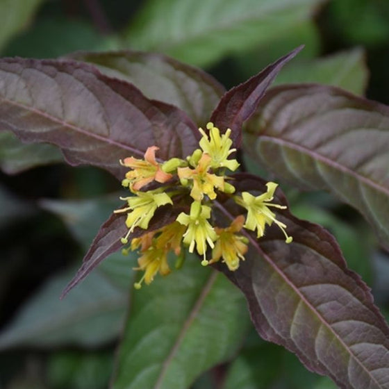 Bright Yellow Flowers and Burgundy Foliage of Diervilla Nightglow Shrub