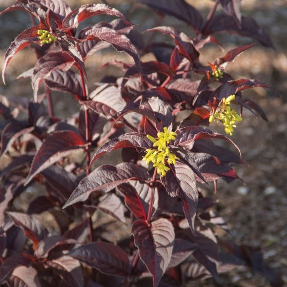 Diervilla Nightglow Shrubs Native Pollinator Deep Burgundy Leaves and Yellow Flowers