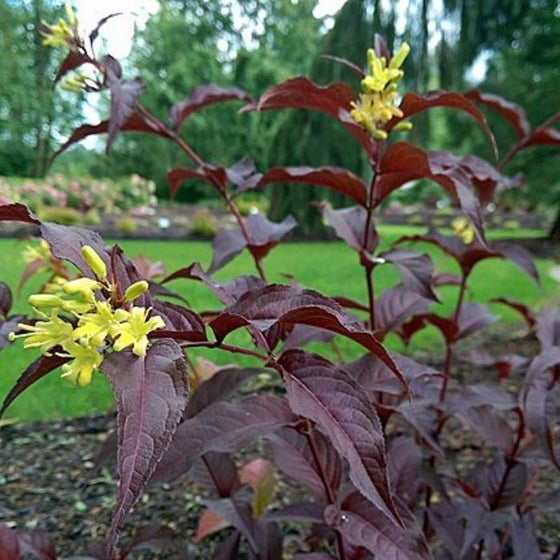 Diervilla Nightglow Firefly Shrub North American Native Pollinator Bush