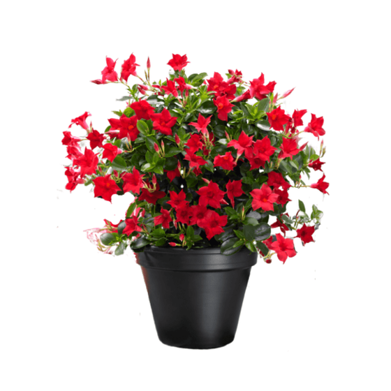 Buy Dipladenia Plant Online | Garden Goods Direct