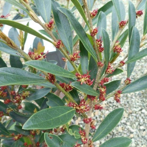 Winter Hazel Evergreen Shrubs