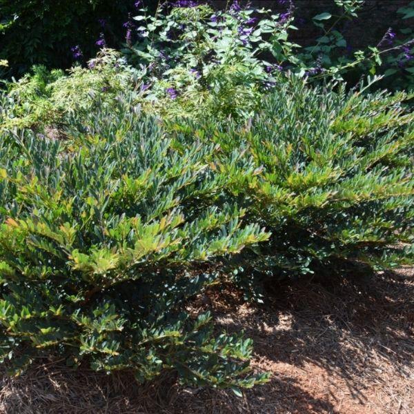 vintage jade plant Vintage Jade Distylium for Sale