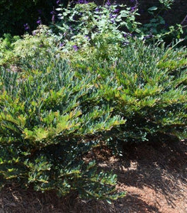 Distylium Vintage Jade