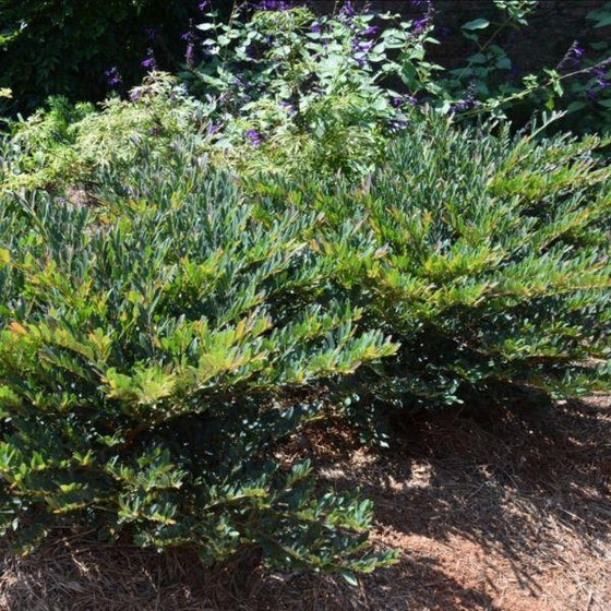 glossy green foliage on Distylium Vintage Jade