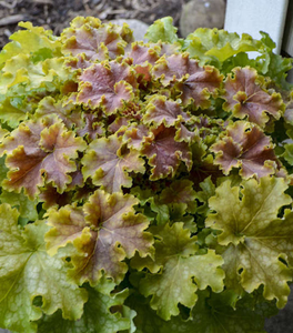 Dolce® 'Apple Twist' Coral Bells