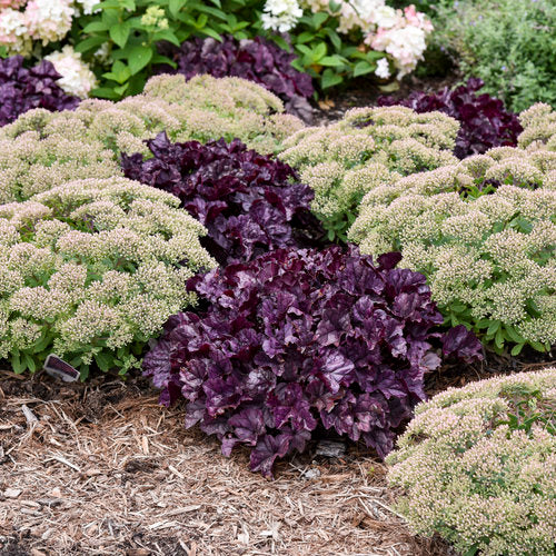 Purple coral bells used as a filler in a part shade perennial border