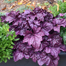 Dolce® Wildberry Heuchera