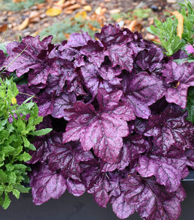 Dolce® Wildberry Heuchera
