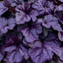 Dolce Wildberry Heuchera with glossy purple foliage and charcoal veining in a shade garden