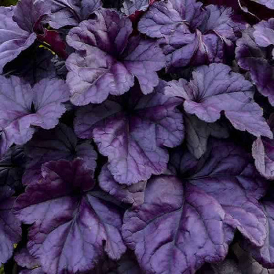 Dolce Wildberry Heuchera with glossy purple foliage and charcoal veining in a shade garden