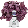 Dolce Wildberry Coral Bells showing large scalloped purple leaves in a container