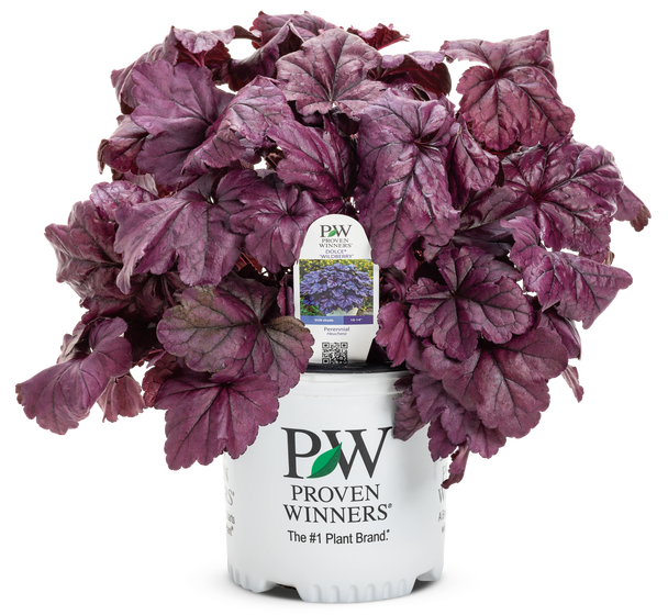 Dolce Wildberry Coral Bells showing large scalloped purple leaves in a container