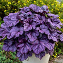 Dolce Wildberry Heuchera